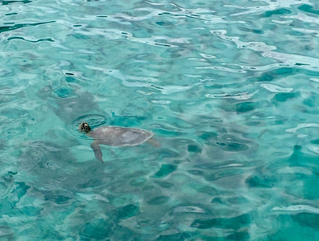 Lifou - Nouvelle-Caledonie -nager avec les tortues