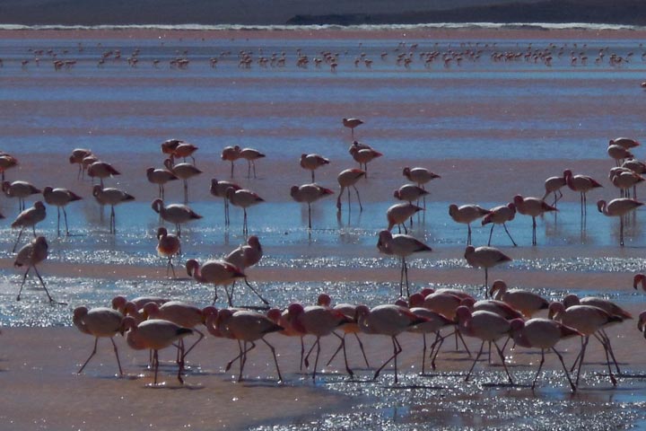 Flamands roses Bolivie