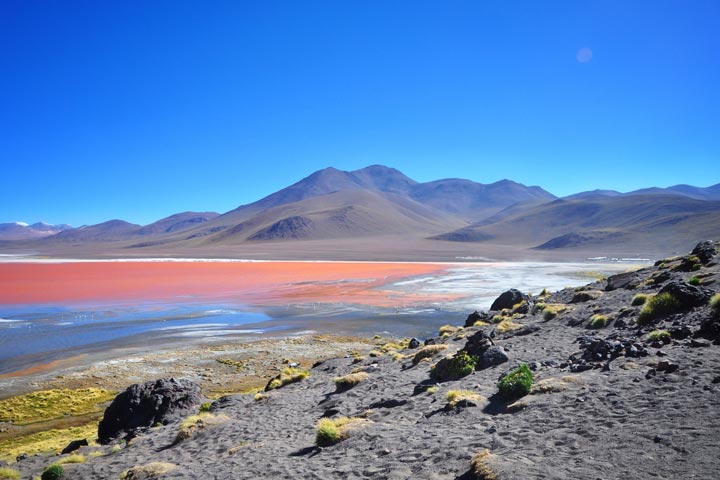 laguna colorada Bolivie