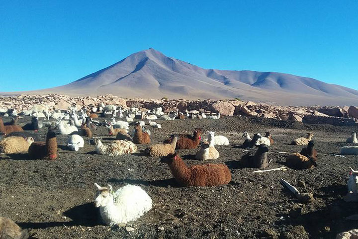 lama Bolivie Sud Lipez