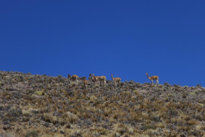 vigognes Bolivie