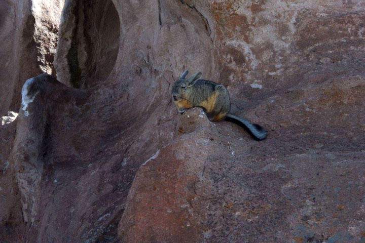 viscaches Bolivie