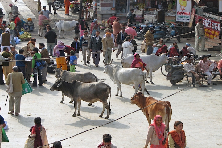 Inde - vaches sacrees