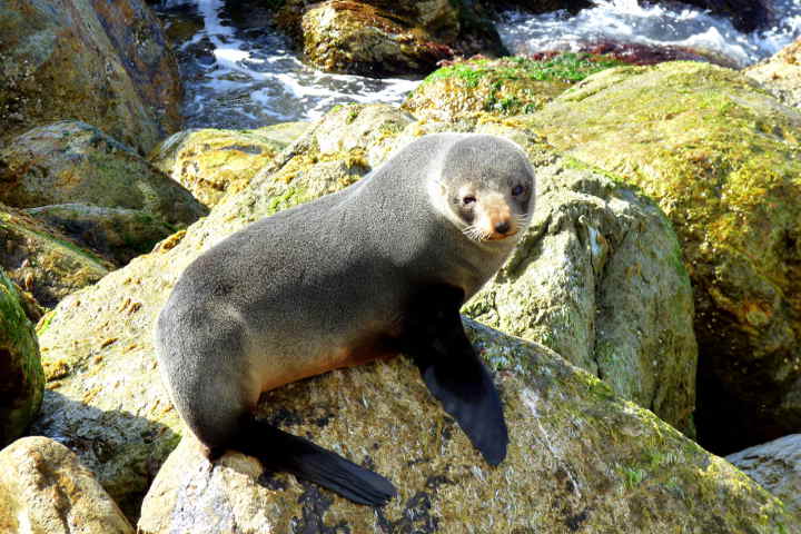 otaries -ohau point -kaikoura -nouvelle zelande