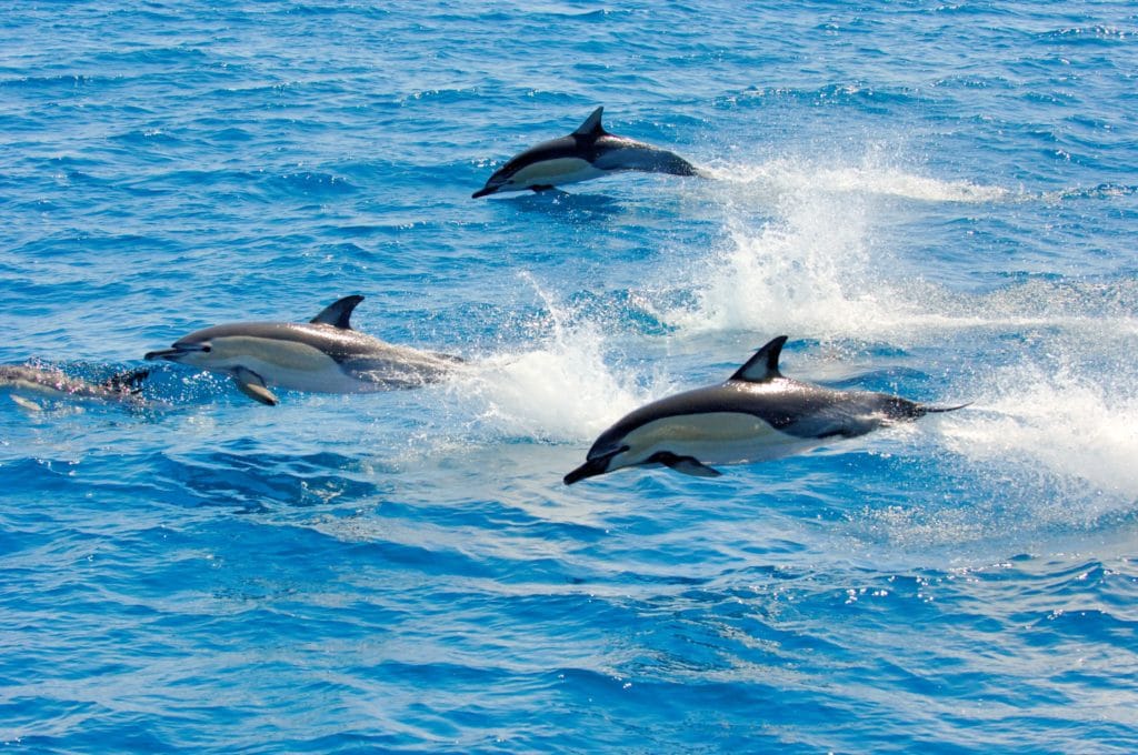 dauphins - kaikoura - nouvelle zelande