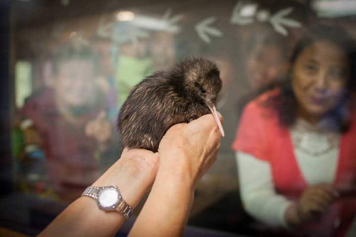 Rainbow springs-Rotorua -nurserie kiwis