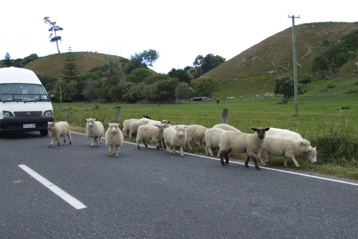 moutons - route - nouvelle-zélande