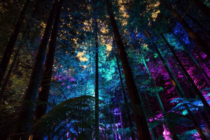 Redwoods nightlights - Rotorua