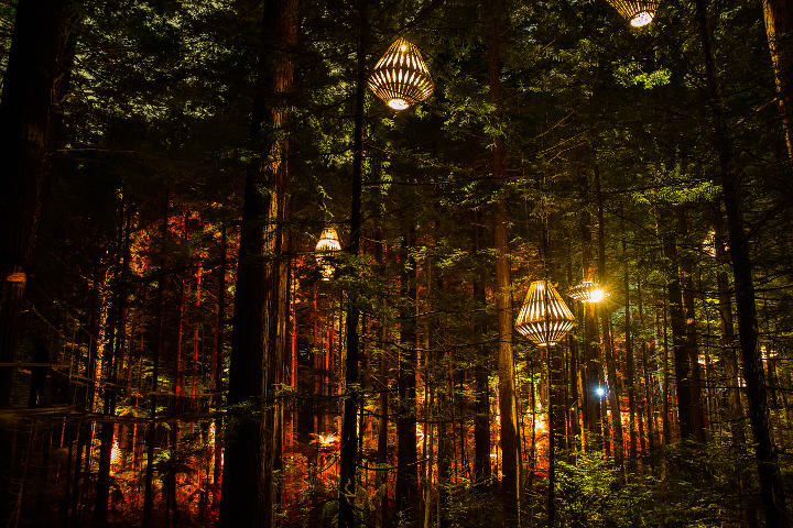 Redwood Nightlight - Rotorua