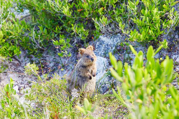 Quokka - Rottnest Island - Western Australia - animaux en australie - nature australie