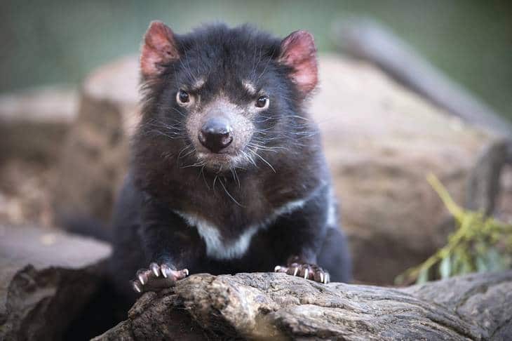 Diable de Tasmanie - Queensland - animaux en australie - nature australie