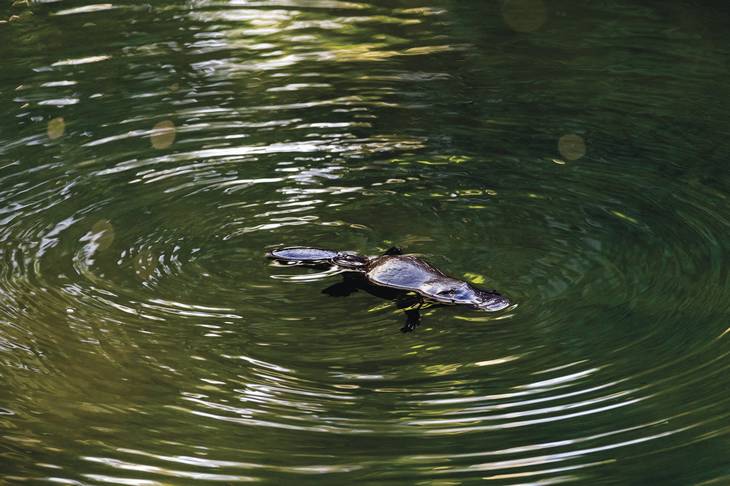 Ornithorynque - Queensland - animaux en australie - nature australie - Eungella National Park