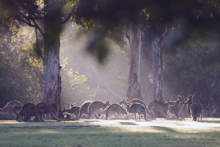 Kangourou - animaux en australie - nature australie