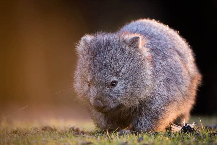 wombat - tasmanie - animaux en australie - nature australie