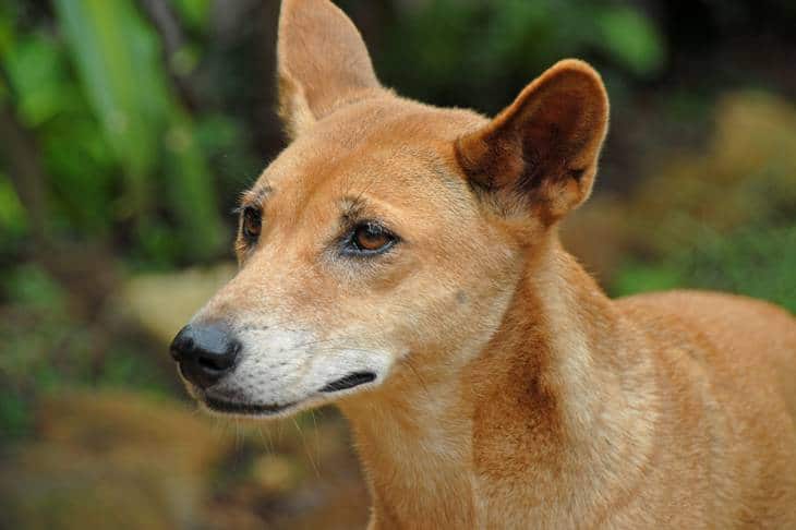 Dingo - Fraser Island - Queensland - animaux en australie - nature australie