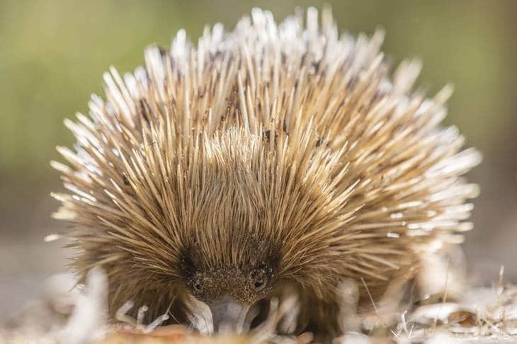 échidné - Australie du Sud - animaux en australie - nature australie - Kangaroo Island