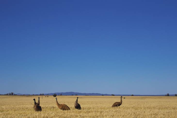 Emeu - Flinders Ranges - Australie du Sud- animaux en australie - nature australie - oiseau d'australie