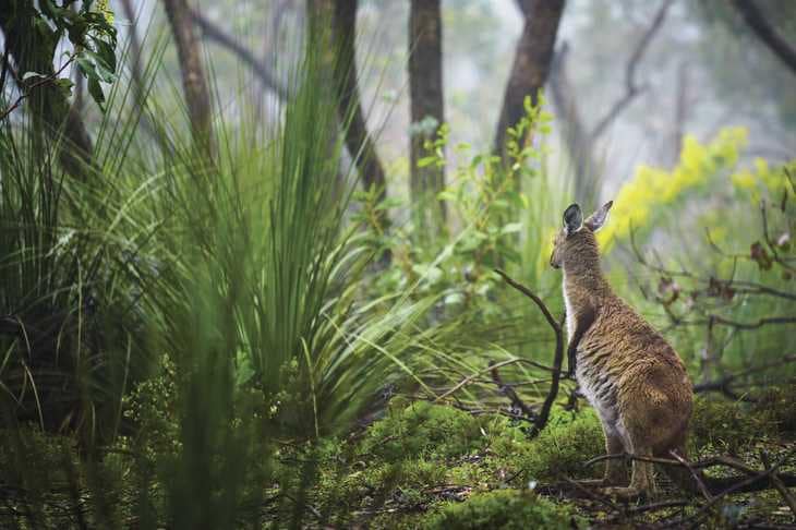 Australie - Kangourou - Garde forestier - PVT en Australie - WHV en Australie - Jobs insolites en PVT