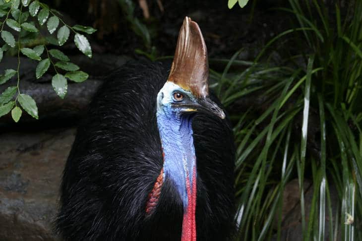 Casoar - Queensland- animaux en australie - nature australie - oiseau d'australie