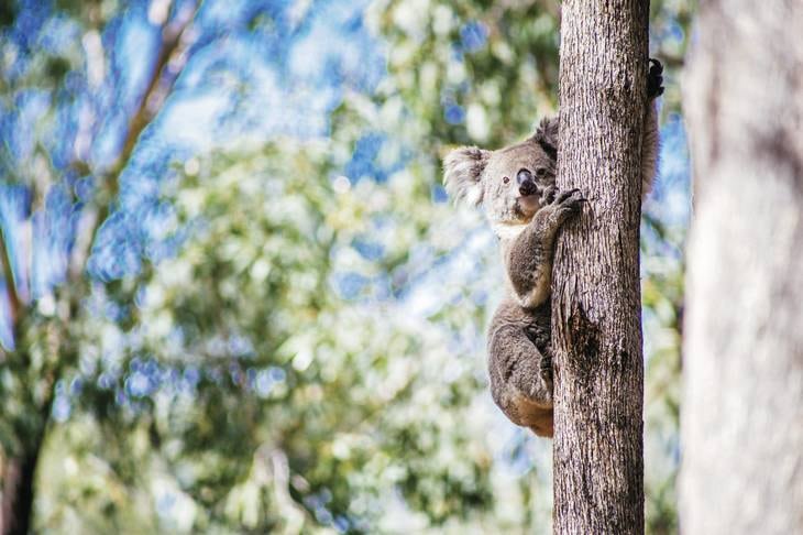 koala - animaux - australie - nature