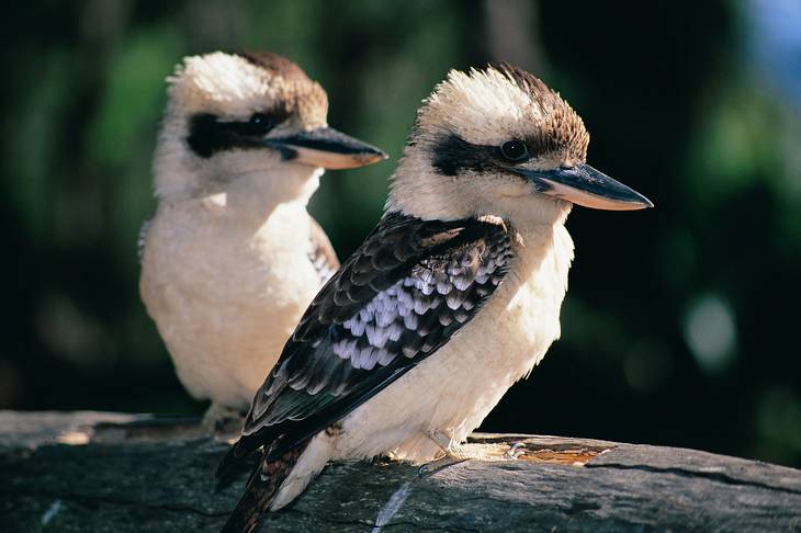 Kookaburras - animaux en australie - nature australie - oiseau d'australie