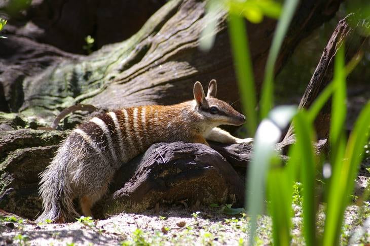 Numbat - Australie Occidentale - Queensland - animaux en australie - nature australie