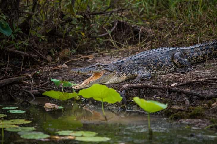 Crocodile - Top End - Kakadu National Park - Australie du Nord - Territoire du Nord - Queensland - animaux en australie - nature australie