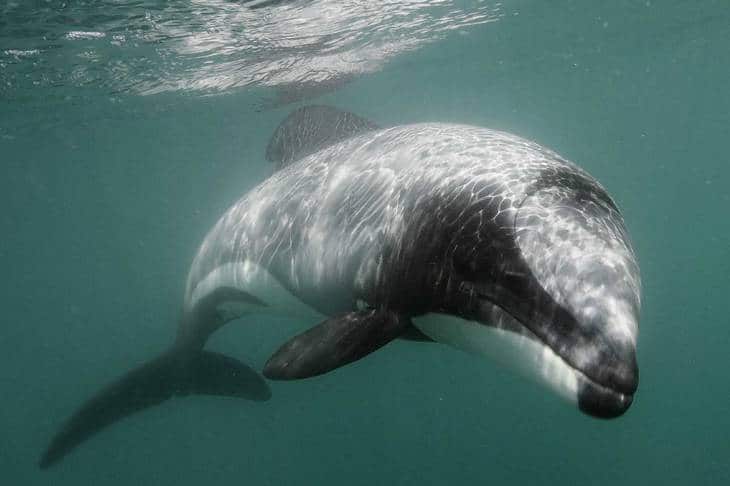 Ou voir les animaux de Nouvelle-Zélande - Dauphin d'hector - nature