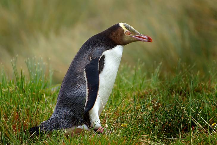 Ou voir les animaux de Nouvelle-Zélande - nature - oiseau - manchot aux yeux jaunes