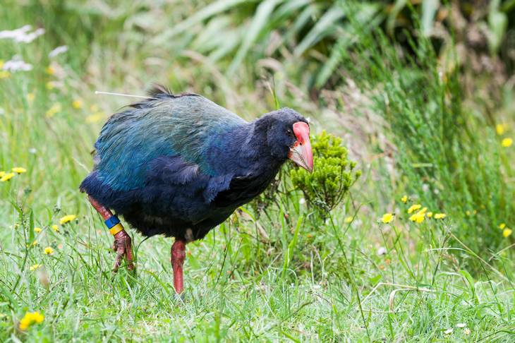 Ou voir les animaux de Nouvelle-Zélande - oiseau - nature - Takahe