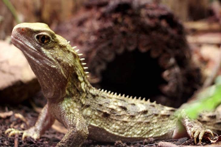 Ou voir les animaux de Nouvelle-Zélande - nature - Tuatara