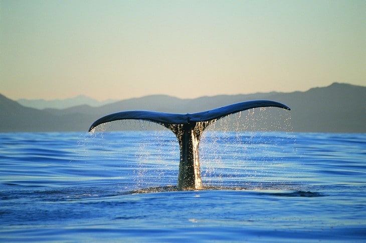 Ou voir les animaux de Nouvelle-Zélande - cachalot - baleine - nature - kaikoura