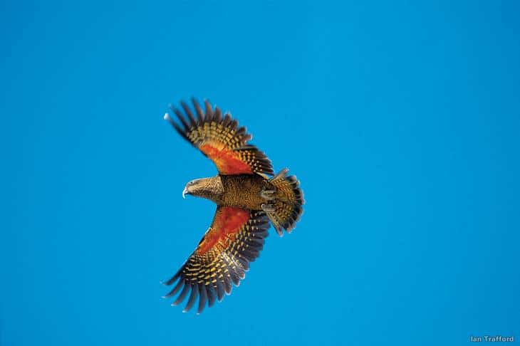 Ou voir les animaux de Nouvelle-Zélande - kea - nature - oiseau