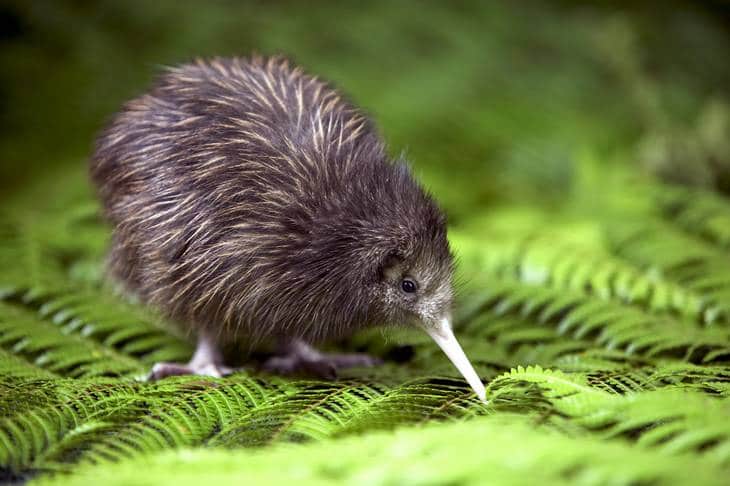 Ou voir les animaux de Nouvelle-Zélande - kiwi - nature