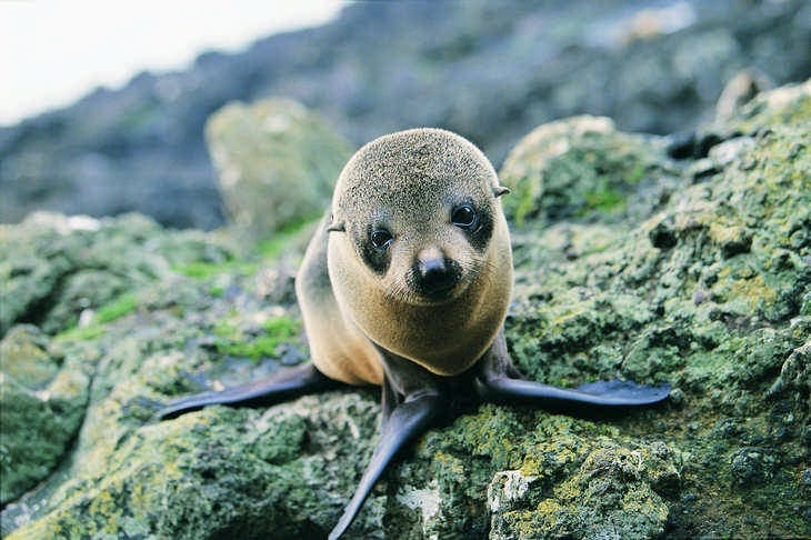 Ou voir les animaux de Nouvelle-Zélande - nature - otarie