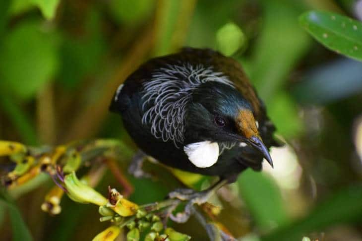 Ou voir les animaux de Nouvelle-Zélande - nature - oiseau - tui