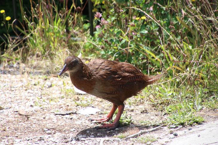 Ou voir les animaux de Nouvelle-Zélande - weka - oiseau - nature