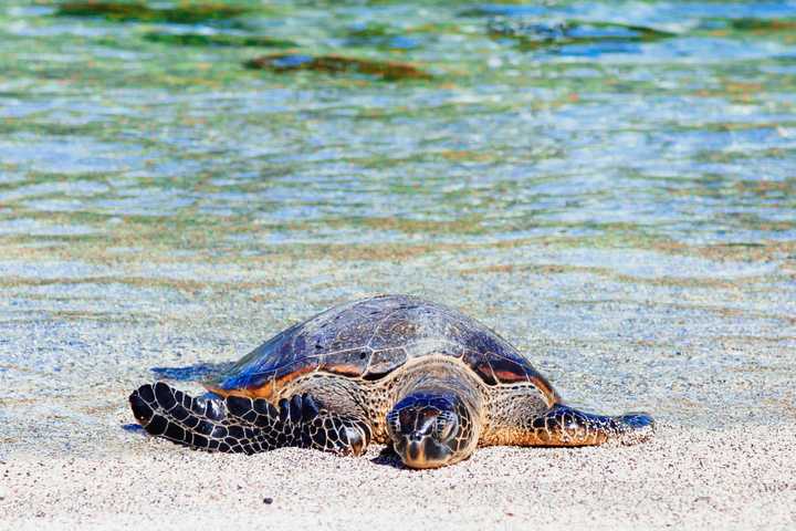 voyage en octobre Nicaragua tortue La Flor